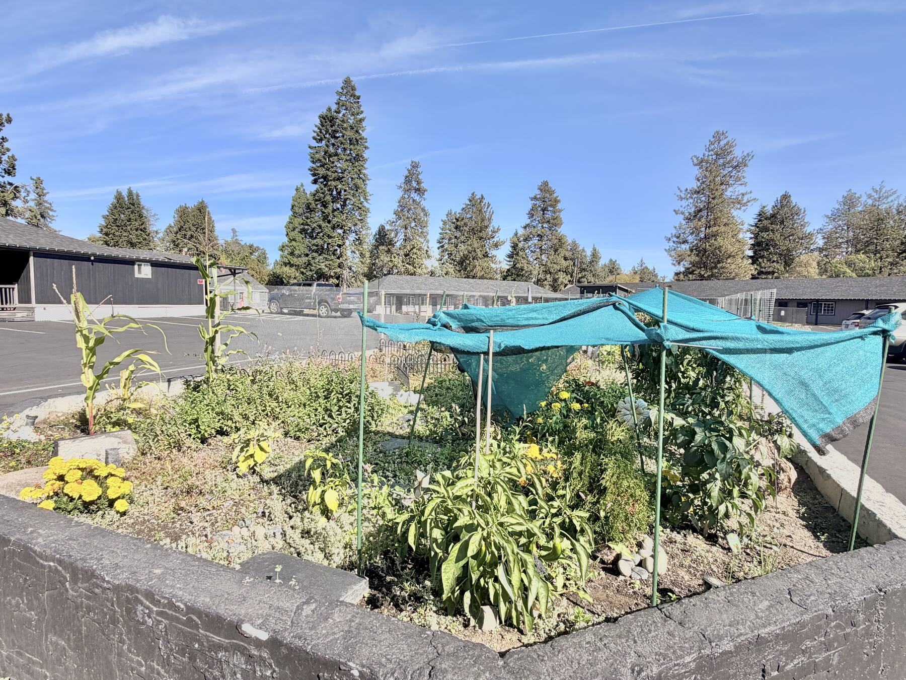Raised garden bed with flowers and plants under a shade canopy